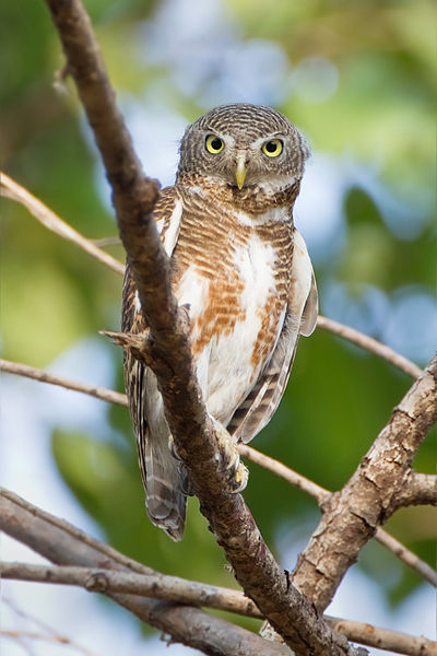 Glaucidium cuculoides