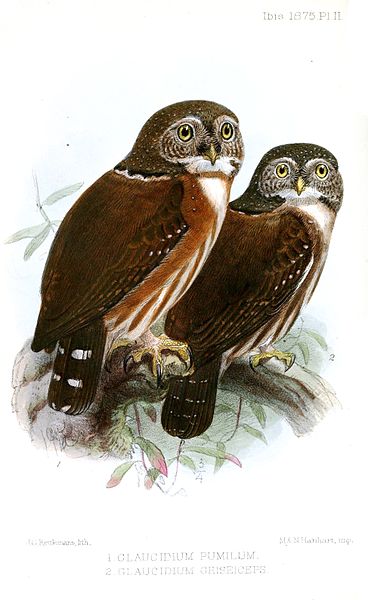 Glaucidium griseiceps