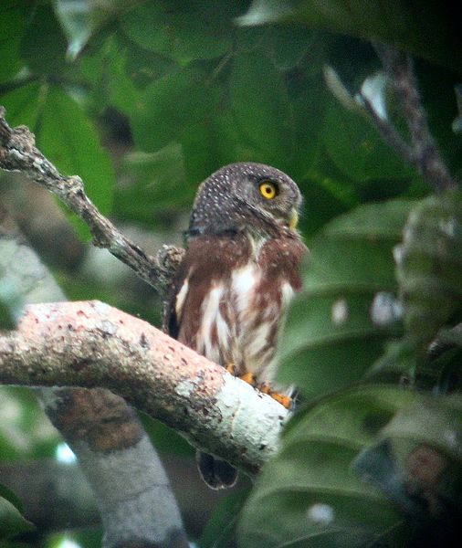Glaucidium hardyi