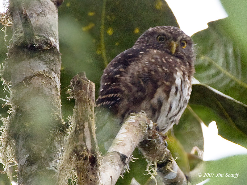 Glaucidium jardinii