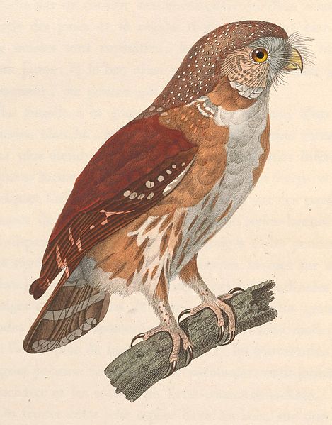 Glaucidium minutissimum