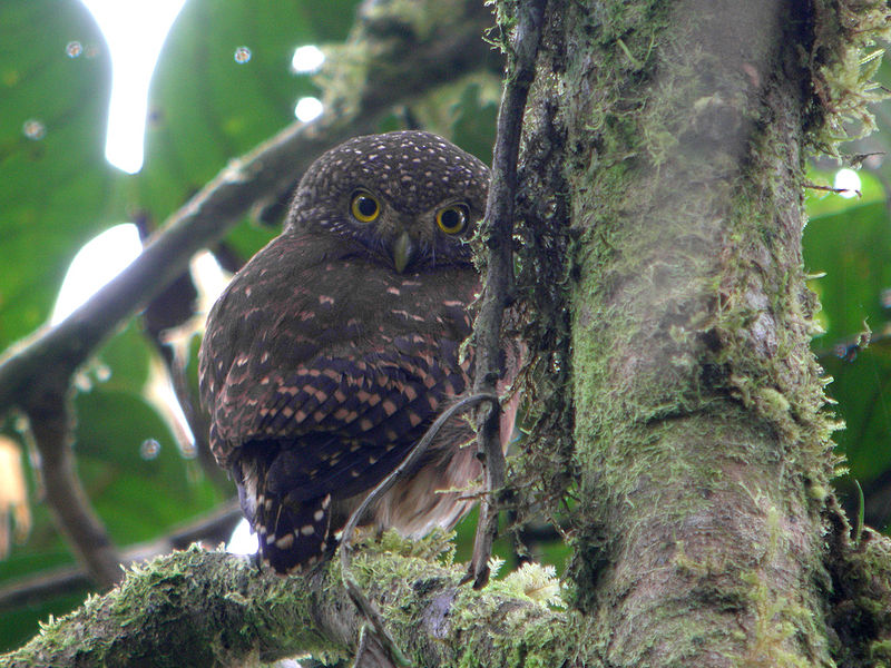 Glaucidium nubicola