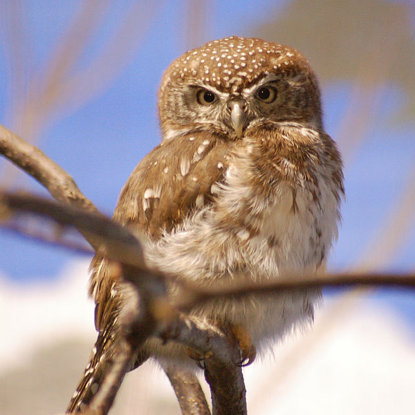Glaucidium perlatum