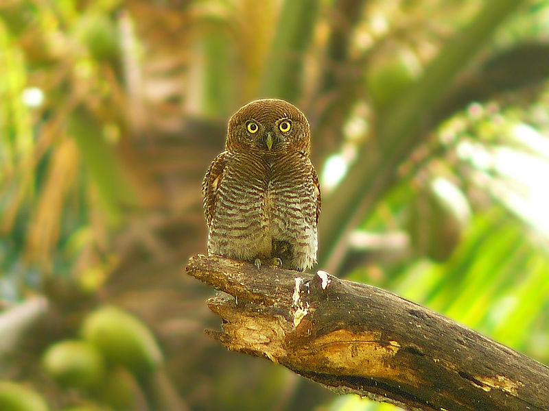 Glaucidium radiatum