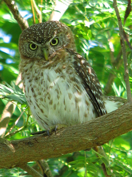 Glaucidium siju
