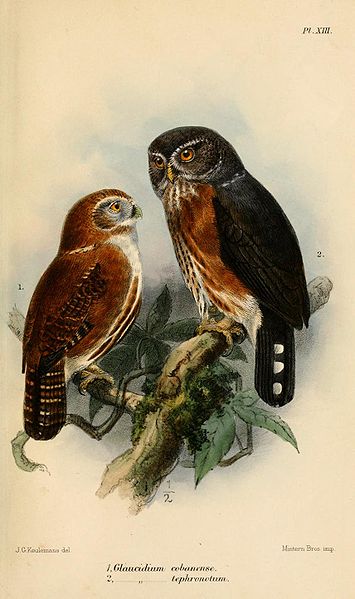 Glaucidium tephronotum