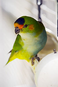 Glossopsitta porphyrocephala