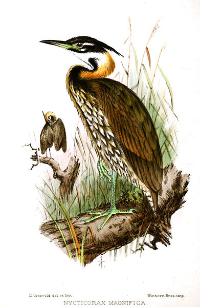 Gorsachius magnificus