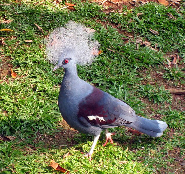 Goura cristata