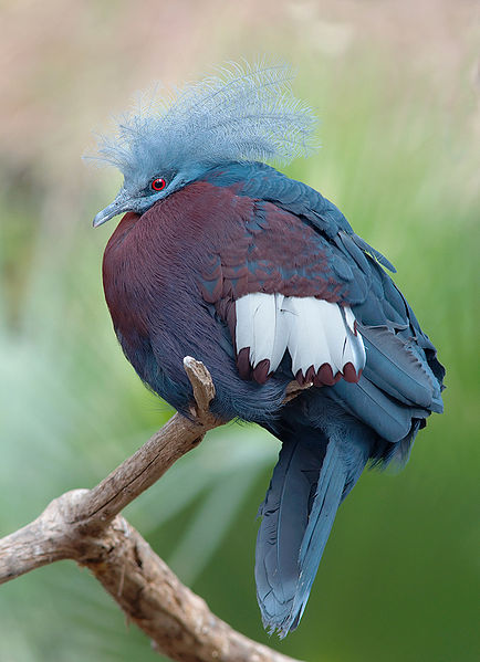 Goura scheepmakeri