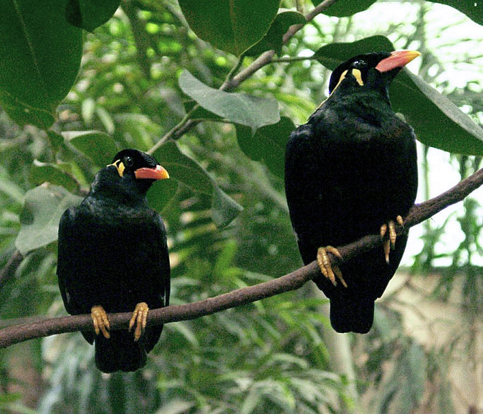 Gracula religiosa