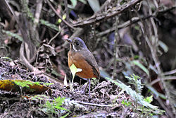 Grallaria alleni