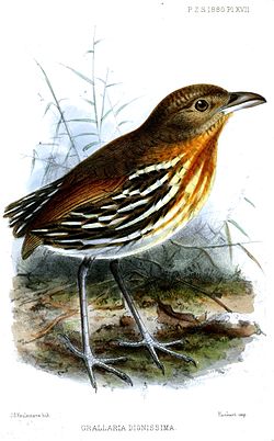 Grallaria dignissima