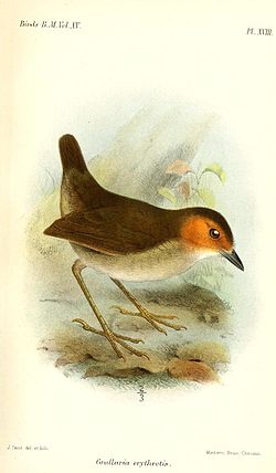 Grallaria erythrotis