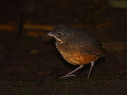 Grallaria guatimalensis