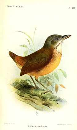 Grallaria haplonota