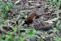 Grallaria hypoleuca