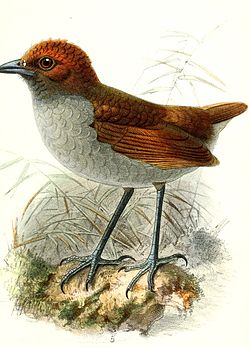Grallaria nuchalis