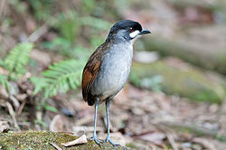Grallaria ridgelyi