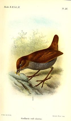 Grallaria rufocinerea