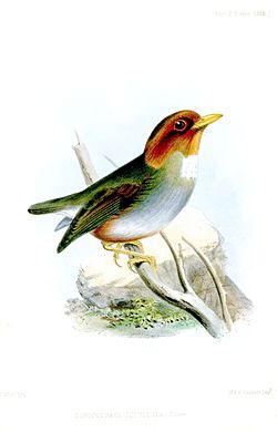Grallaricula cucullata