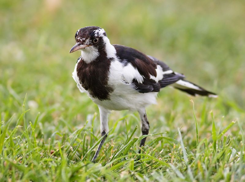 Grallina cyanoleuca