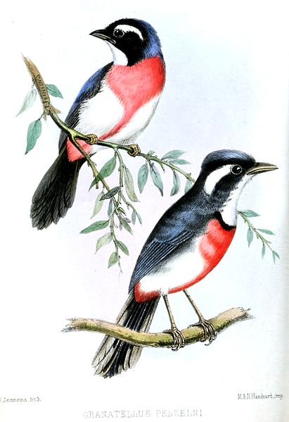 Granatellus pelzelni
