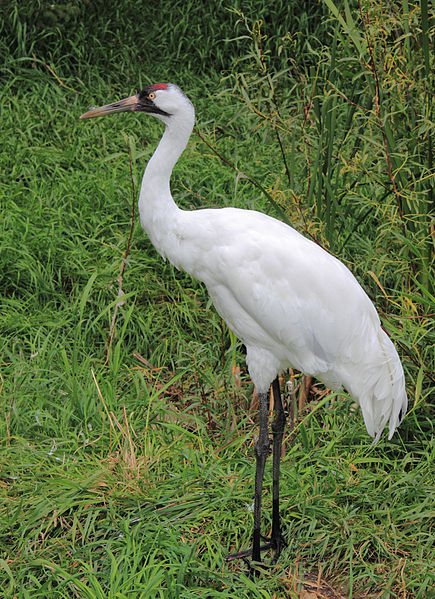 Grus americana