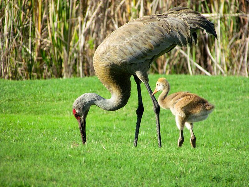 Grus canadensis