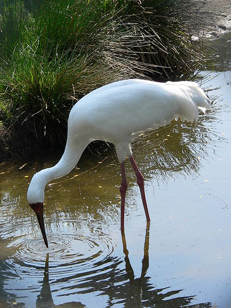 Grus leucogeranus