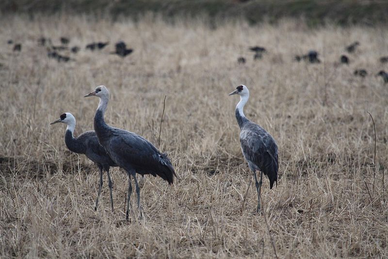 Grus monacha