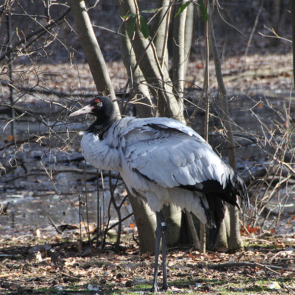 Grus nigricollis