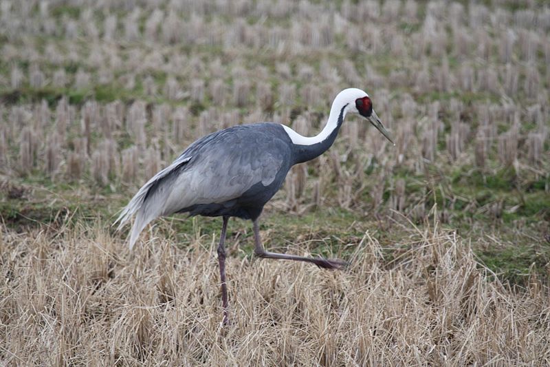 Grus vipio