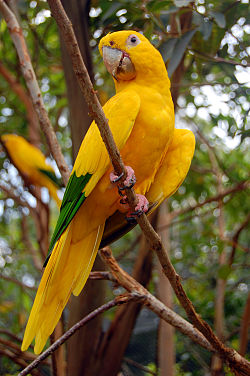 Guarouba guarouba