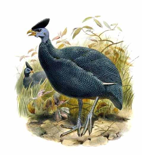Guttera plumifera