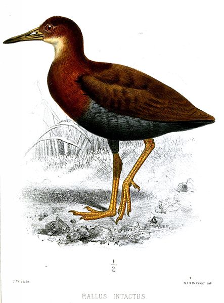 Gymnocrex plumbeiventris