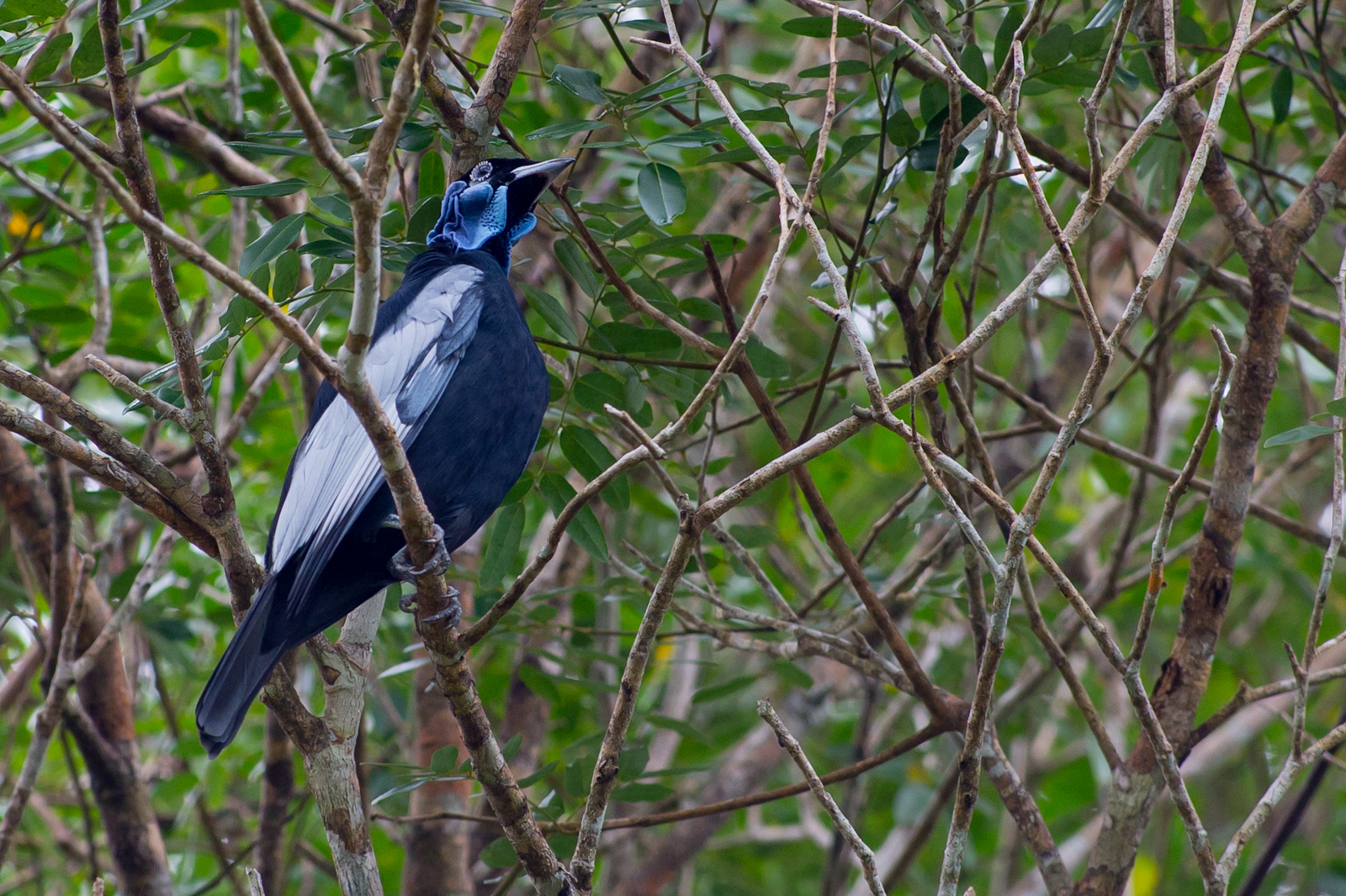 Gymnoderus foetidus