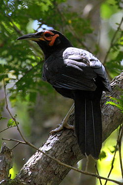 Gymnomyza aubryana