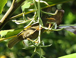 Gymnomyza viridis