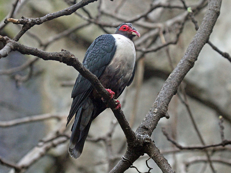 Gymnophaps albertisii