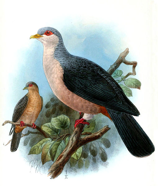 Gymnophaps mada