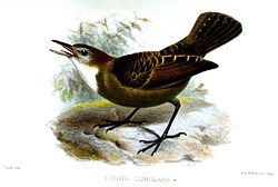 Gymnopithys lunulatus
