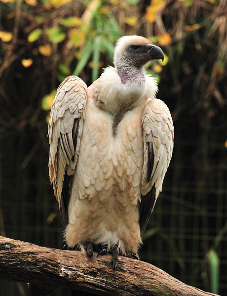 Gyps coprotheres