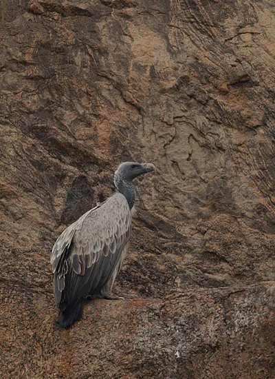 Gyps indicus