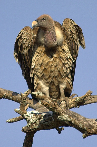 Gyps rueppellii