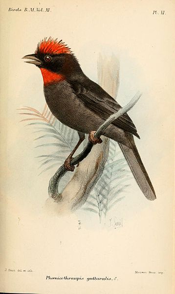 Habia gutturalis