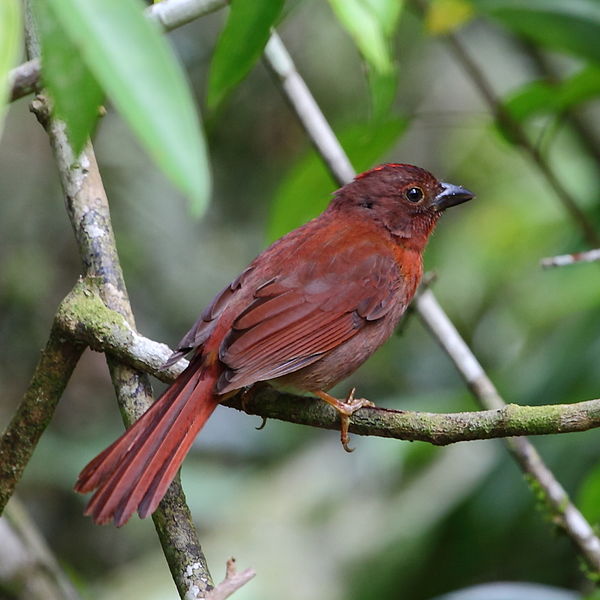 Habia rubica