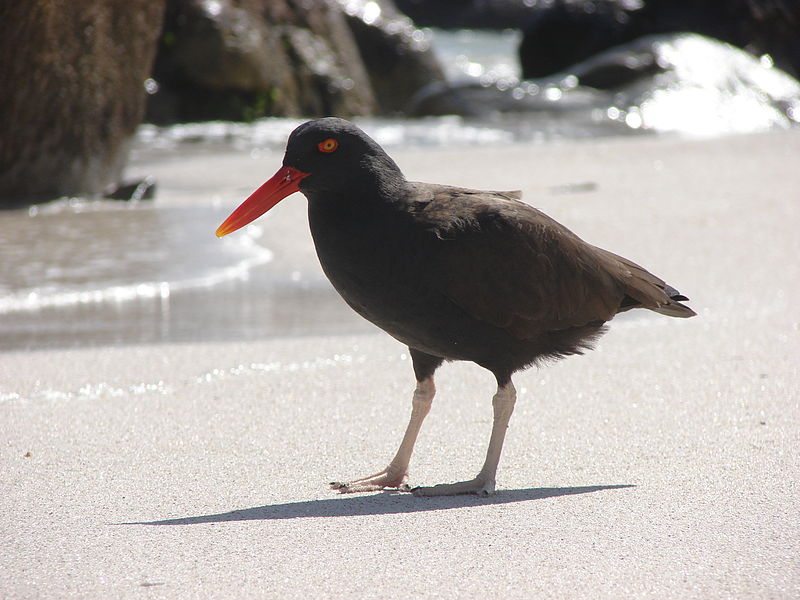 Haematopus ater