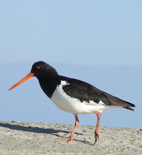 Haematopus finschi