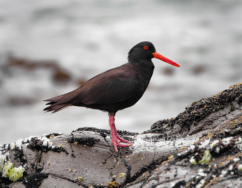 Haematopus fuliginosus